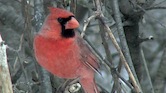 Cardinal