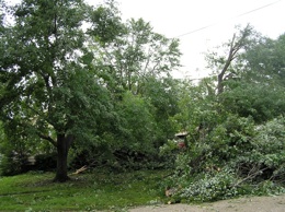 storm trees