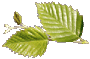 Elm Leaf