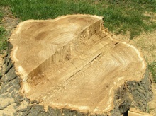 stump solid